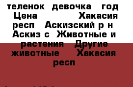 теленок (девочка) 1год › Цена ­ 25 000 - Хакасия респ., Аскизский р-н, Аскиз с. Животные и растения » Другие животные   . Хакасия респ.